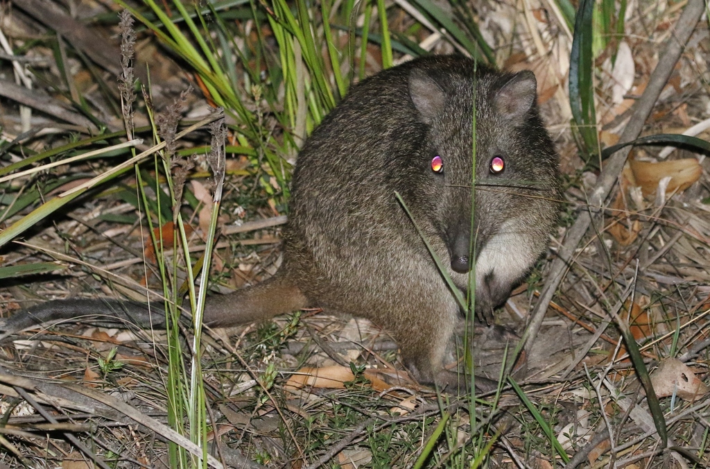 Potoroos