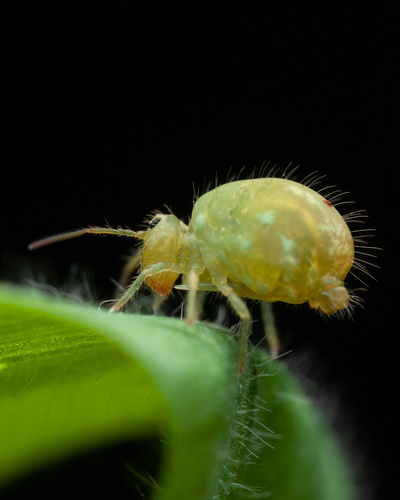 Lucerneflea, photo 3 of 10