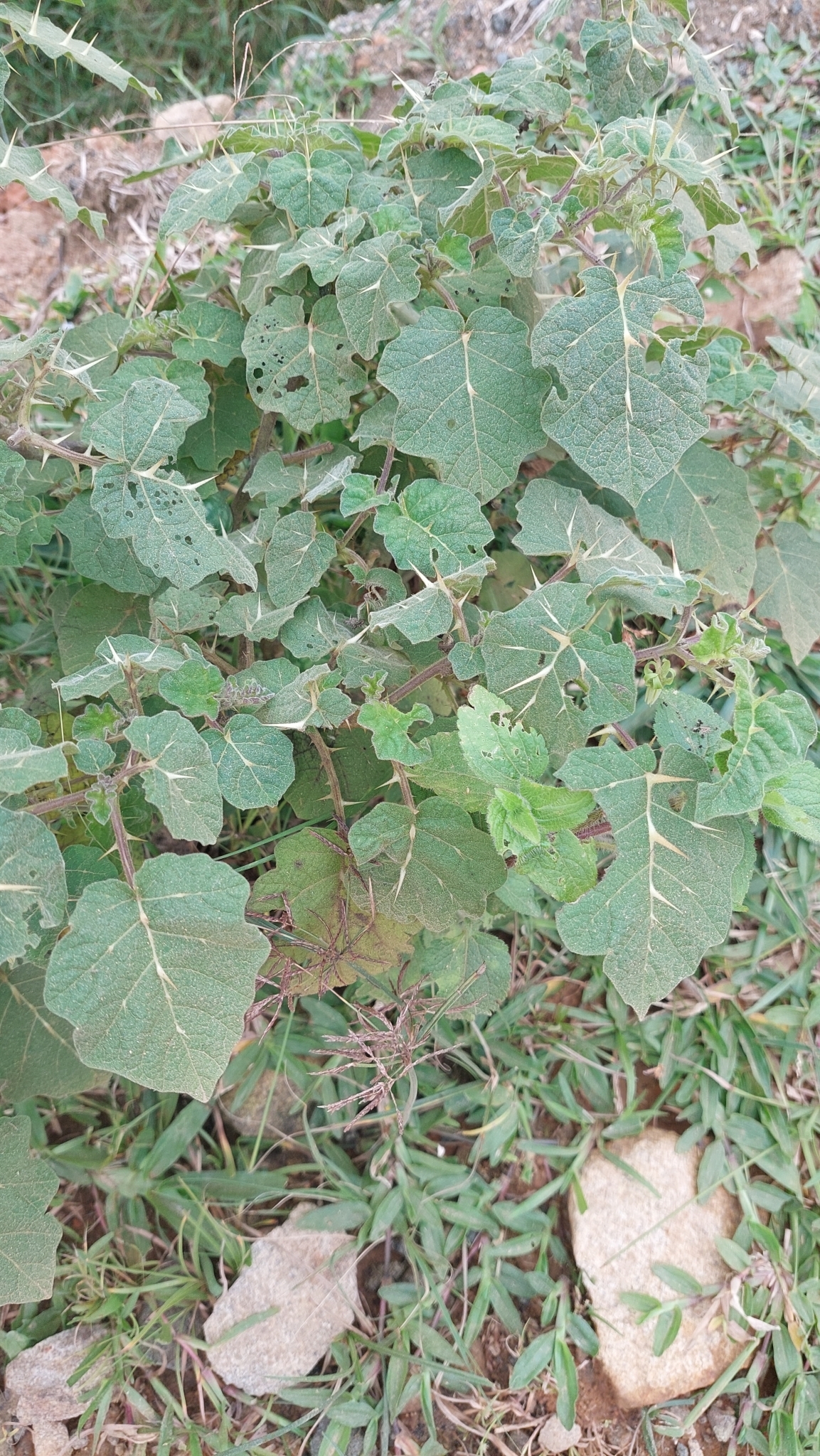 Solanum viarum