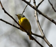 Leiothlypis ruficapilla image