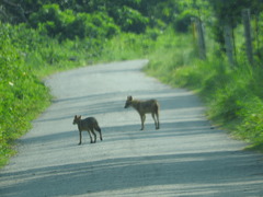 Canis aureus indicus