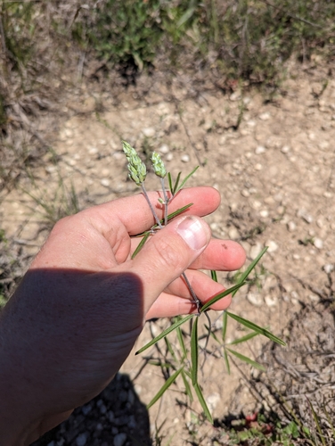 Image of Turniproot (Pediomelum cyphocalyx) by (c) Cleveland Powell, some rights reserved (CC BY)