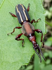 Estenorhinus flavolineatus