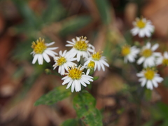 Aster ageratoides ageratoides