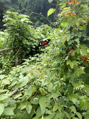 Heliconius doris viridis
