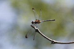 Dythemis