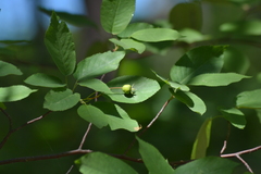 Amelanchier laevis