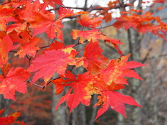 Acer japonicum