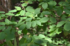 Amelanchier laevis
