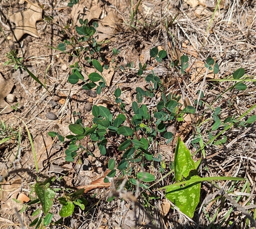 Image of Lespedeza texana by (c) Cleveland Powell, some rights reserved (CC BY)