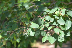 Amelanchier sanguinea