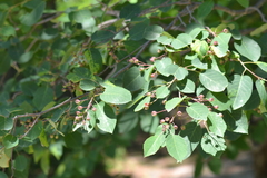Amelanchier sanguinea