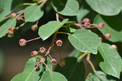 Amelanchier sanguinea