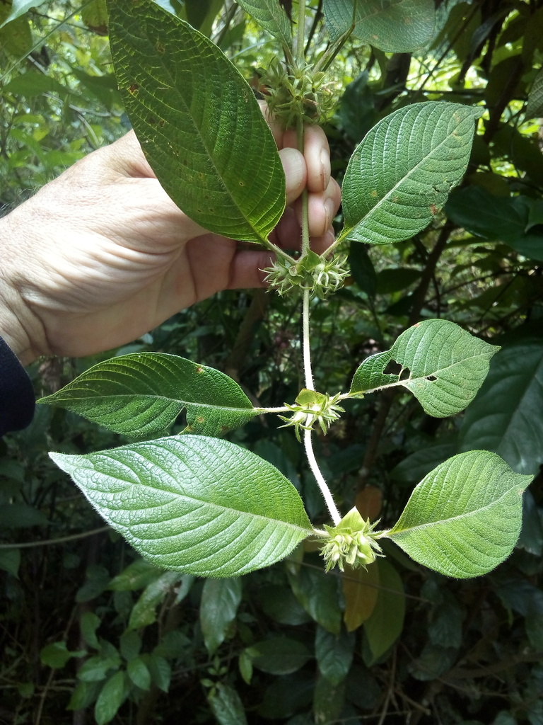 Sabicea mexicana