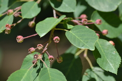 Amelanchier sanguinea