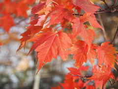 Acer micranthum