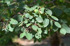 Amelanchier sanguinea
