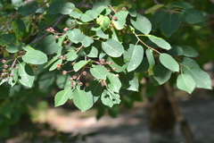 Amelanchier sanguinea