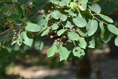 Amelanchier sanguinea