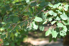 Amelanchier sanguinea