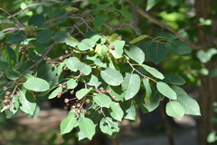 Amelanchier sanguinea