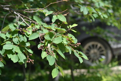 Amelanchier sanguinea