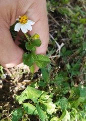 Bidens alba