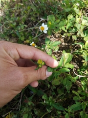 Bidens alba