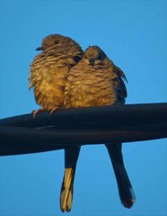 Inca Dove photo 6