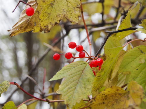 Asian Guelder Rose