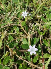 Richardia grandiflora