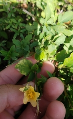 Sida