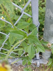 Tridax procumbens