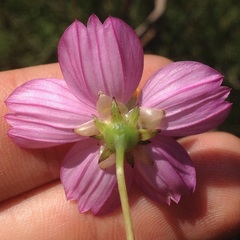 Cosmos crithmifolius