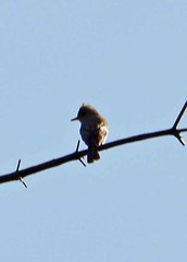 Mitrephanes phaeocercus