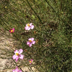Cosmos crithmifolius