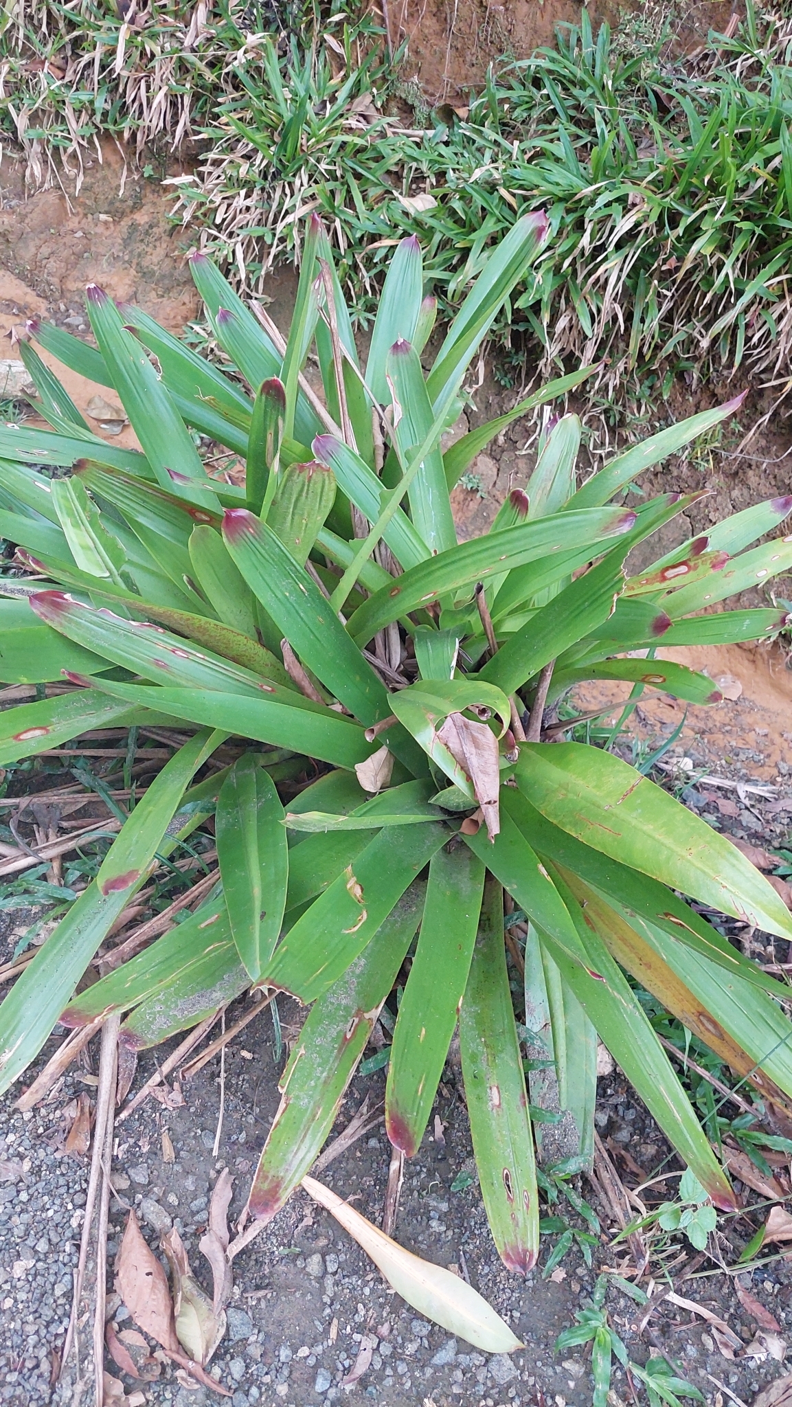 Vriesea philippocoburgi