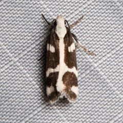 Epilechia catalinella