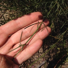 Cosmos crithmifolius