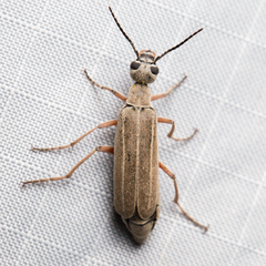 Epicauta virgulata