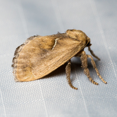 Monoleuca occidentalis