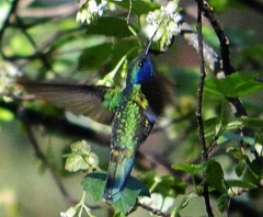Colibri thalassinus