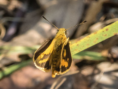 Ocybadistes walkeri sothis