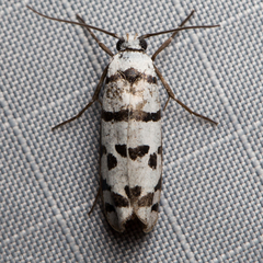 Ethmia phoenicura