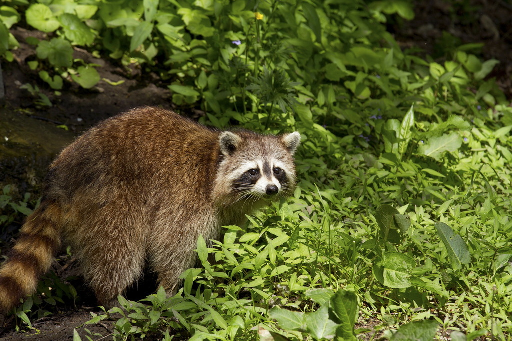Common Raccoon from Mount Pleasant East, Toronto, ON, Canada on May 28 ...