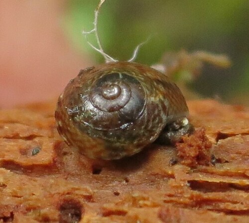 Laoma mariae, 2023-04-29