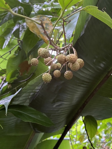 Lindackeria paludosa observed 2023-04-29