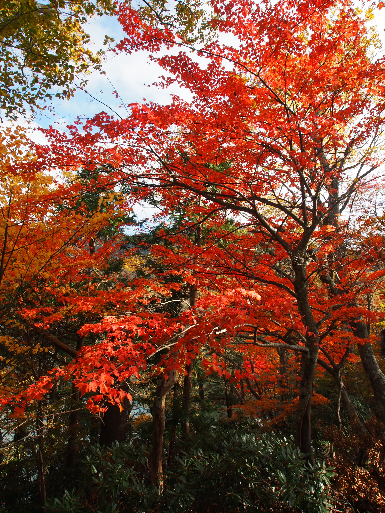 Komine Maple (Acer micranthum) · iNaturalist