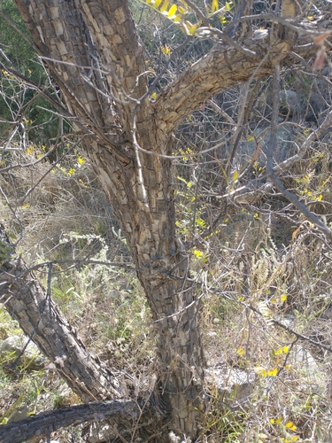 Image of Eysenhardtia orthocarpa by no rights reserved
