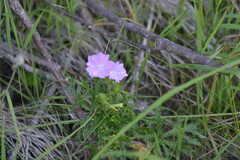Malva alcea
